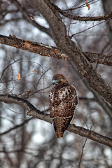 red-tailed hawk ,Buteo jamaicensis, bird of prey,