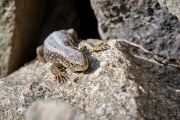 Zauneidechse ( Lacerta agilis ).