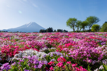 冬が明けて一斉に咲き乱れる花たちと富士の山