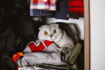 Spring cleaning - wardrobe edition: a Scottish Fold cat sits on a pile of clothes