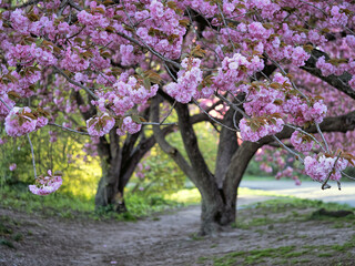 Central Park in spring