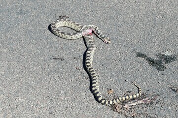 Gopher Snake run over at The Valley of Fire in Nevada. 