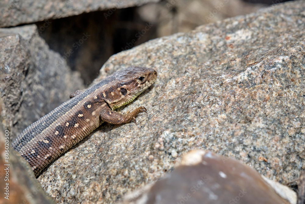 Poster zauneidechse ( lacerta agilis ).