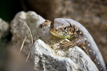 Zauneidechse ( Lacerta agilis ).
