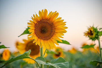 Obraz premium Field sunflowers in the warm light of the setting sun. Summer time. Concept agriculture oil production growing.