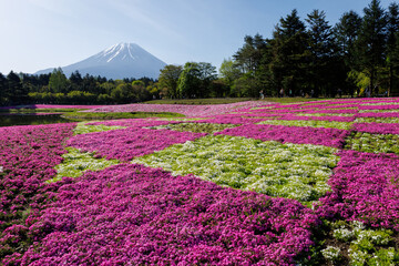 富士の麓に広がるカラフルな花畑