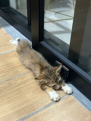 Obraz premium Cuties Kitten