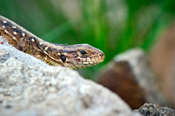 Zauneidechse ( Lacerta agilis ).