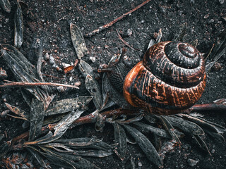 Schnecke kriecht auf dem Boden