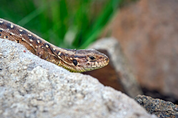Zauneidechse ( Lacerta agilis ).