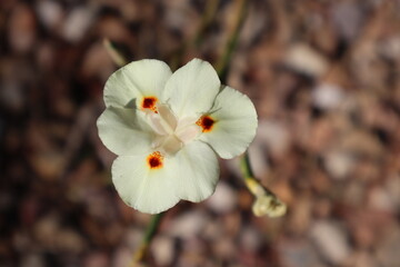 Wood Iris