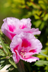 Naklejka premium 明るいサーモンピンク色のゴデチア花（自然光＋マクロ接写写真）