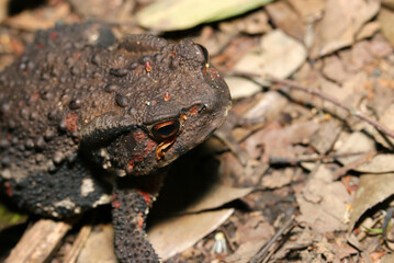 Head of a Japanese comon toad moving over dead leaves in the forest (Wildlife closeup macro photograph)