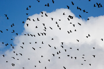 空を飛ぶカラスの群れ