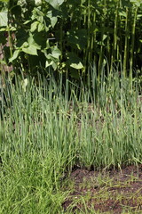 grass in a pond