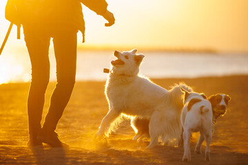 海岸を散歩する犬達