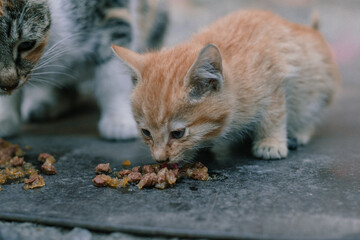 Two kittens are seen sharing a meal on a weathered urban surface. A tiny orange kitten joins its tabby sibling in a moment of survival and bonding. Kittens Feeding on Street