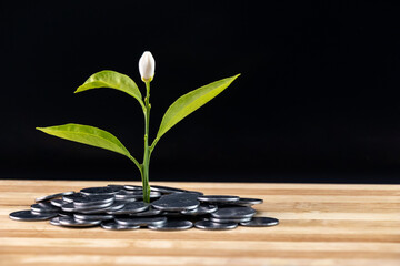 Plant on coins - finance and investment concept.