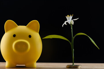 Yellow piggy bank and a beautiful plant growing on coins.