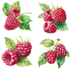 Set of watercolor raspberry isolated on transparent background. 