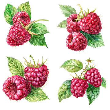Watercolour Raspberry Raspberry Watercolour Images – Browse 45,046 Stock Photos, Vectors, and ...