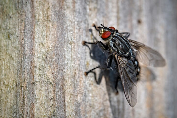 Graue Fleischfliege ( Sarcophaga carnaria , auch: Aasfliege ).