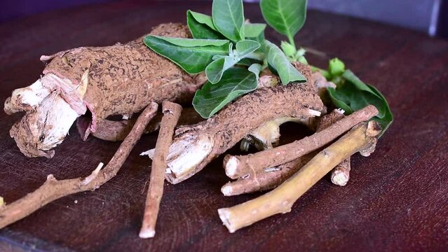 withania somnifera ( Ashwagandha) dried root, green leaves herbal plants. withania somnifera on wooden background