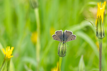 Male sooty copper butterfly (Lycaena tityrus) sitting on flower in Zurich, Switzerland