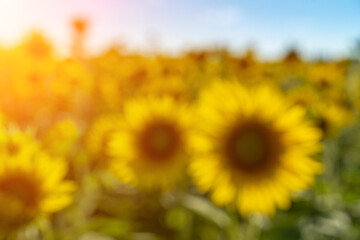 Obraz premium In blur sunflower flower on agriculture field, sunflower cultivation for production.
