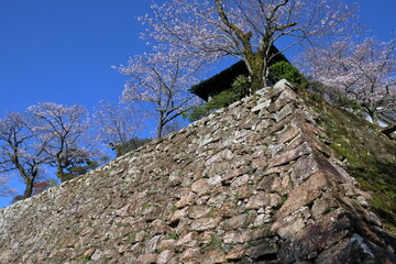 高知城の石垣と桜　（高知県　高知市）