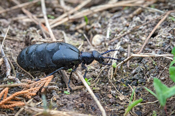 Schwarzblauer Ölkäfer ( Meloe proscarabaeus ).