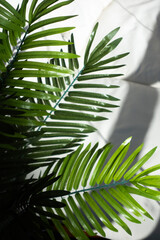 palm tree leaves