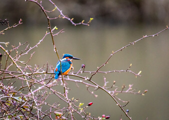 Kingfisher