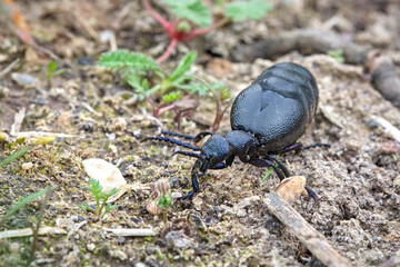 Schwarzblauer Ölkäfer ( Meloe proscarabaeus ).