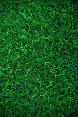 Green grass natural background texture from above.