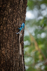 wild blue color chameleon  climb on the big tree with brown wood background