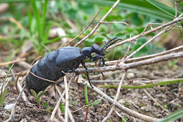 Schwarzblauer Ölkäfer ( Meloe proscarabaeus ).