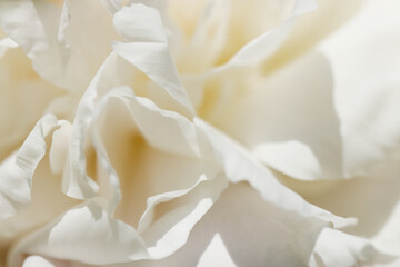 Bright beautiful cream white rose flower petal texture, close up macro photography.