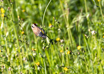European Goldfinch (Carduelis carduelis) - Tiny Treat with a Bright Beak