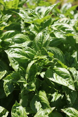 close up of a basil herb plant