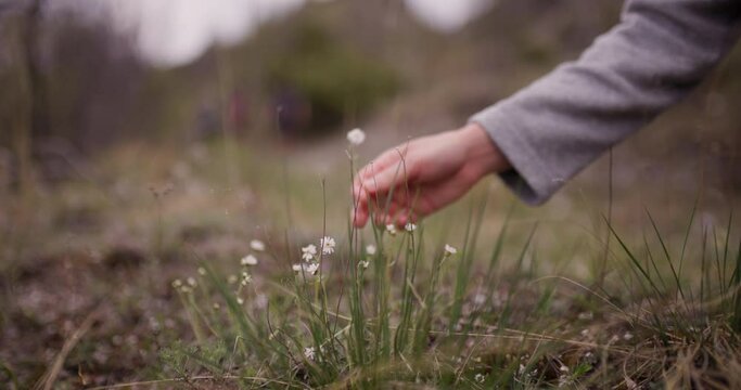 Close-up of a hand reaching out to touch tiny wildflowers during a hike with friends in a natural landscape, symbolizing connection with nature and friendship.