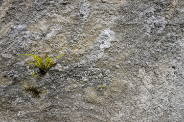 Wild plants grow on the surface of the building walls