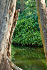 Nature, big trees and scenic view of river and small lake in jungle or rainforest in Hawaii, USA. Earth day, growth and natural forest with green bush, environment and woods for freedom and peace