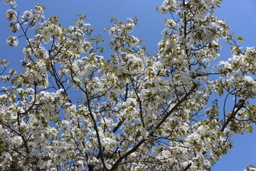 Japan, Cherry Blossom, Kirschblüten, Frühling 