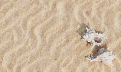 해변 모래사장 소라 껍데기 Sea Shells on the Beach with Sand

