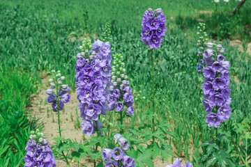 wild flower garden in summer blue and violet field backdrop