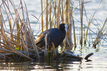 common coot on reedbed