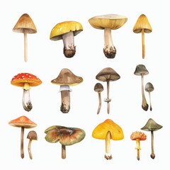 A collection of various mushrooms, each with unique colors and textures, isolated against a white backdrop