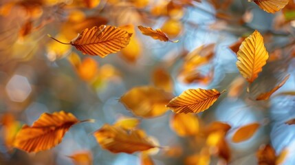 Autumn leaves in gentle breeze