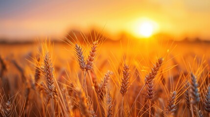Naklejka premium Golden wheat field at sunset